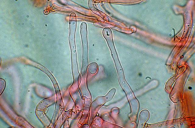 Galerina spec. Cod.: DSCN 5028